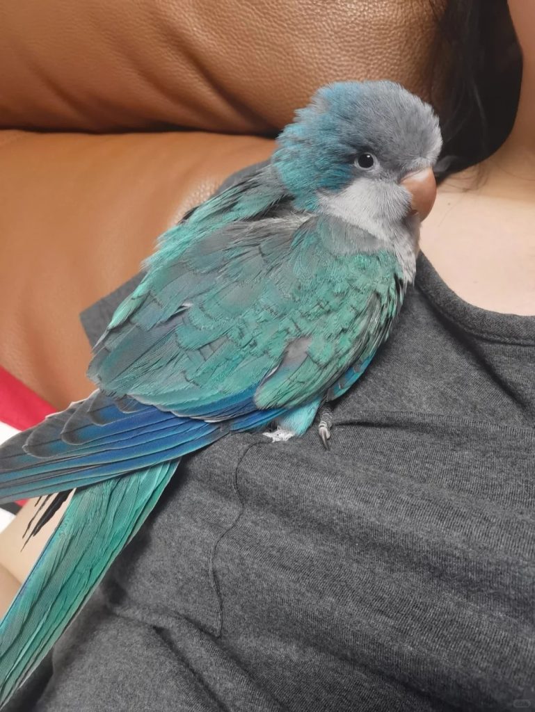 图片[11]-和尚鹦鹉颜色特征介绍-易客萌宠官网