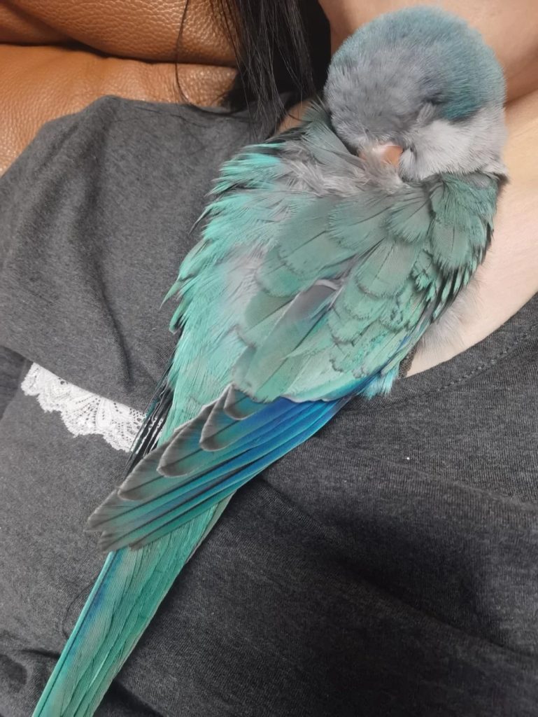 图片[8]-和尚鹦鹉颜色特征介绍-易客萌宠官网