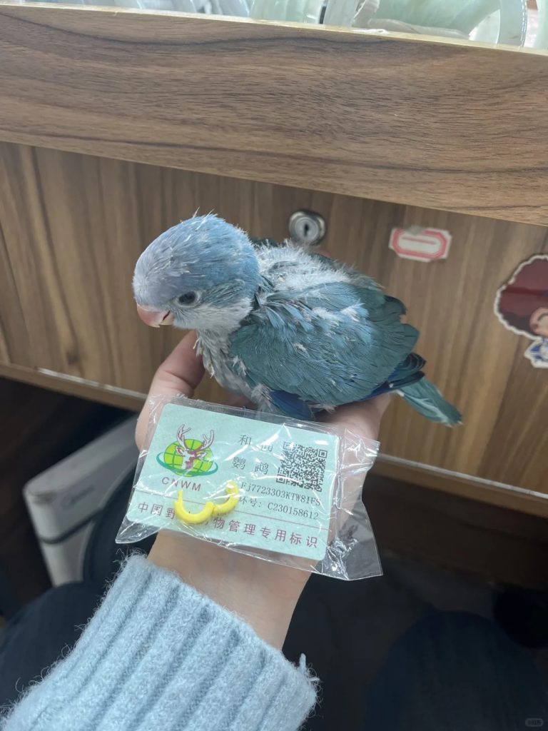 图片[10]-和尚鹦鹉颜色特征介绍-易客萌宠官网