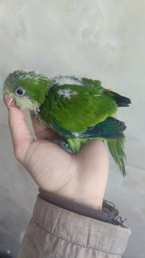 图片[15]-和尚鹦鹉颜色特征介绍-易客萌宠官网