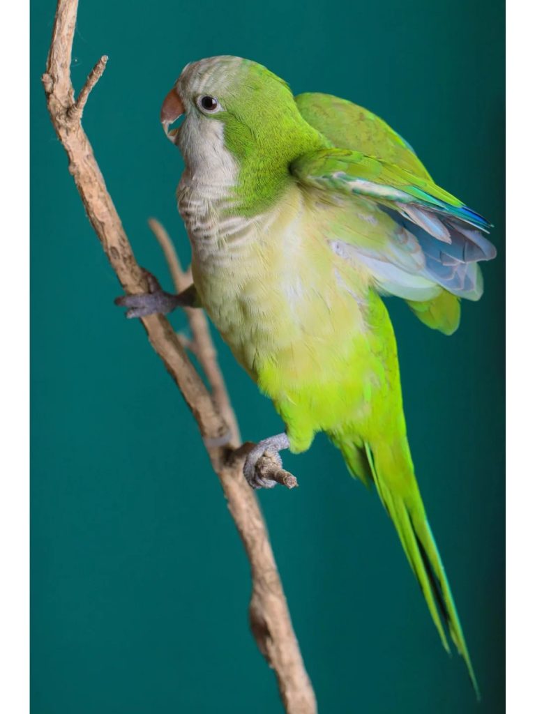 图片[20]-和尚鹦鹉颜色特征介绍-易客萌宠官网