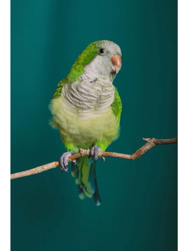 图片[24]-和尚鹦鹉颜色特征介绍-易客萌宠官网