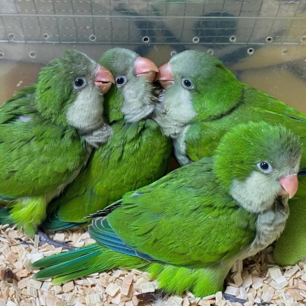 图片[14]-和尚鹦鹉颜色特征介绍-易客萌宠官网