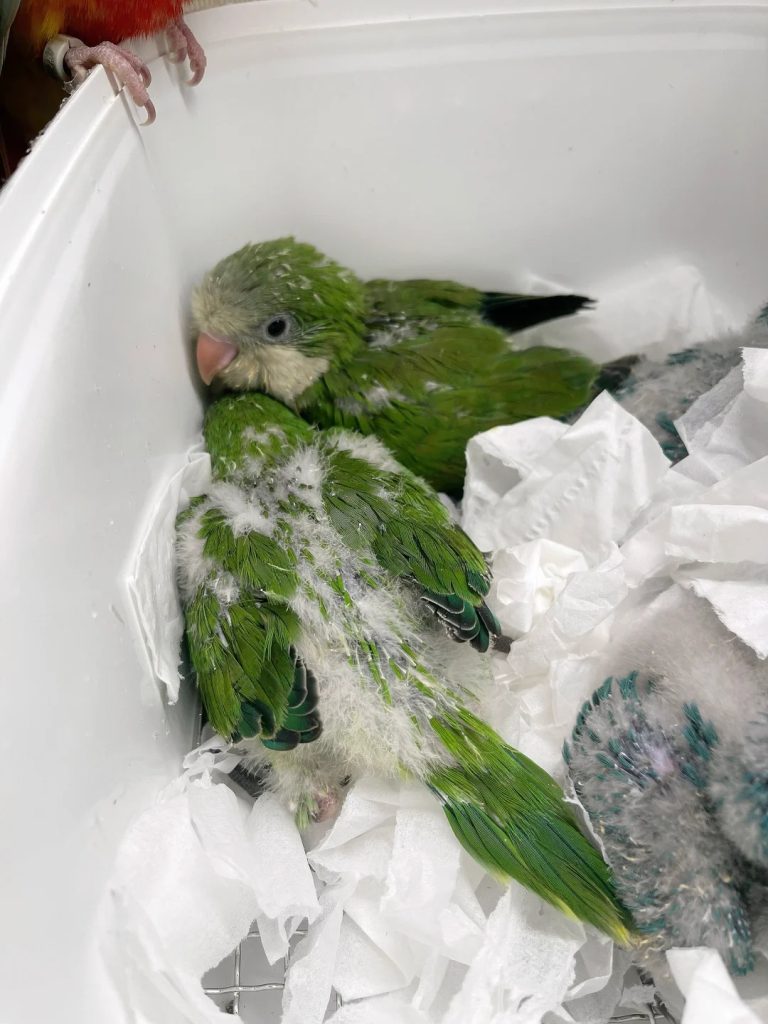 图片[19]-和尚鹦鹉颜色特征介绍-易客萌宠官网