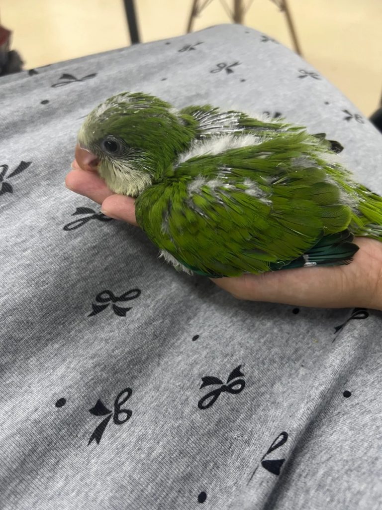 图片[13]-和尚鹦鹉颜色特征介绍-易客萌宠官网