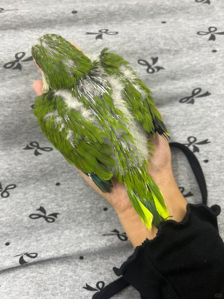 图片[21]-和尚鹦鹉颜色特征介绍-易客萌宠官网