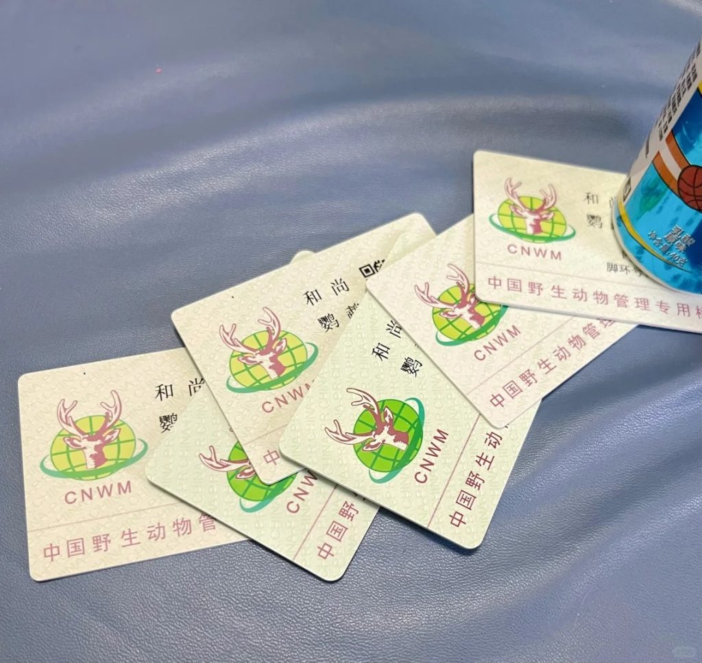 图片[23]-和尚鹦鹉颜色特征介绍-易客萌宠官网