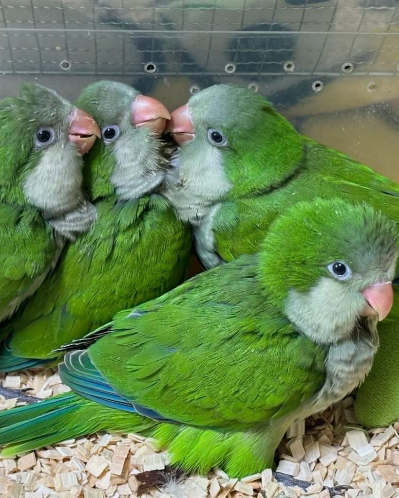 图片[16]-和尚鹦鹉颜色特征介绍-易客萌宠官网