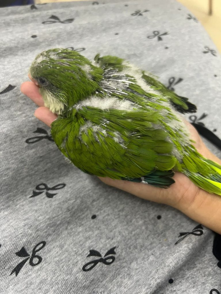 图片[17]-和尚鹦鹉颜色特征介绍-易客萌宠官网