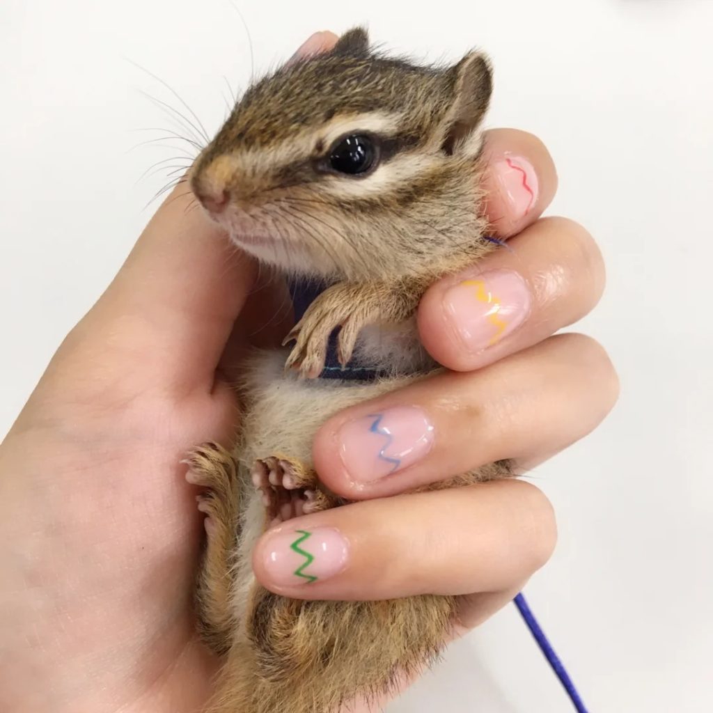 图片[2]-金花松鼠2种颜色特征介绍-易客萌宠官网