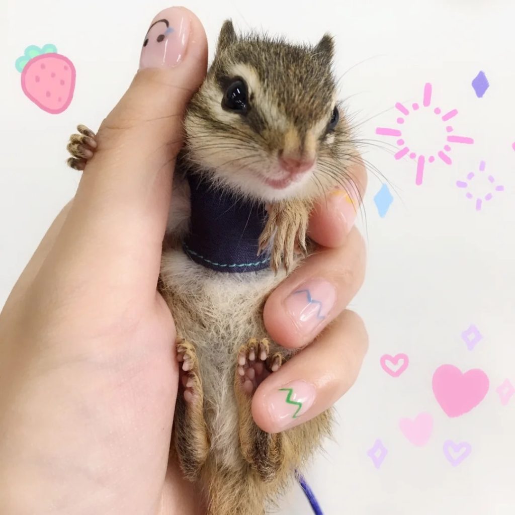 图片[1]-金花松鼠2种颜色特征介绍-易客萌宠官网