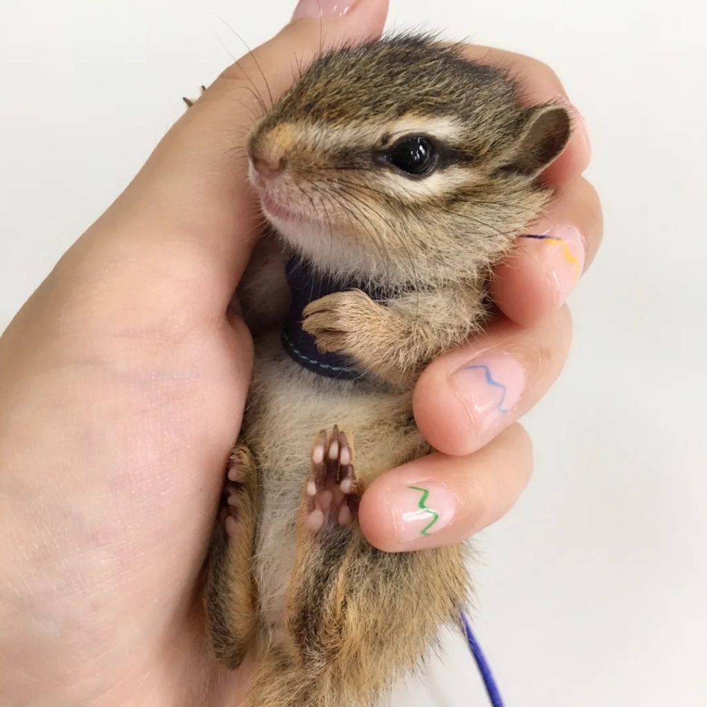 图片[4]-金花松鼠2种颜色特征介绍-易客萌宠官网