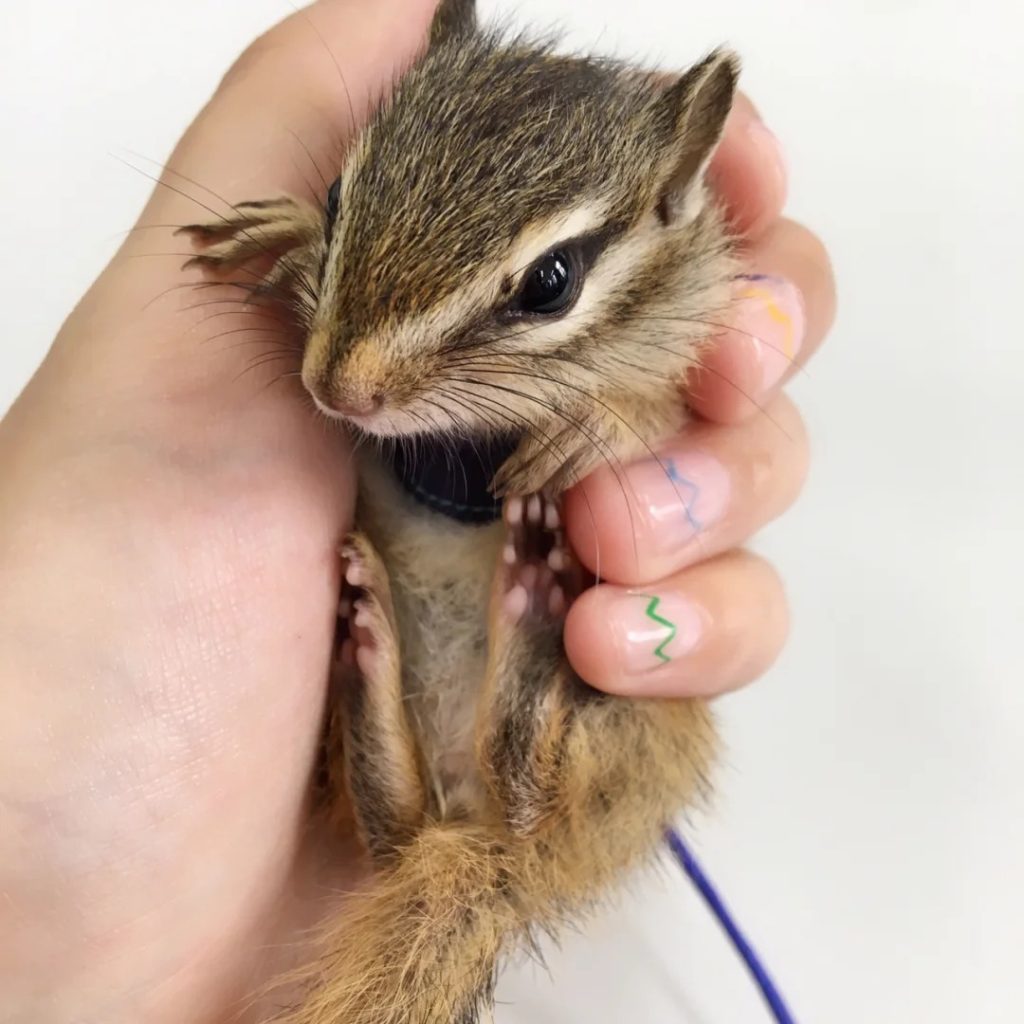 图片[3]-金花松鼠2种颜色特征介绍-易客萌宠官网