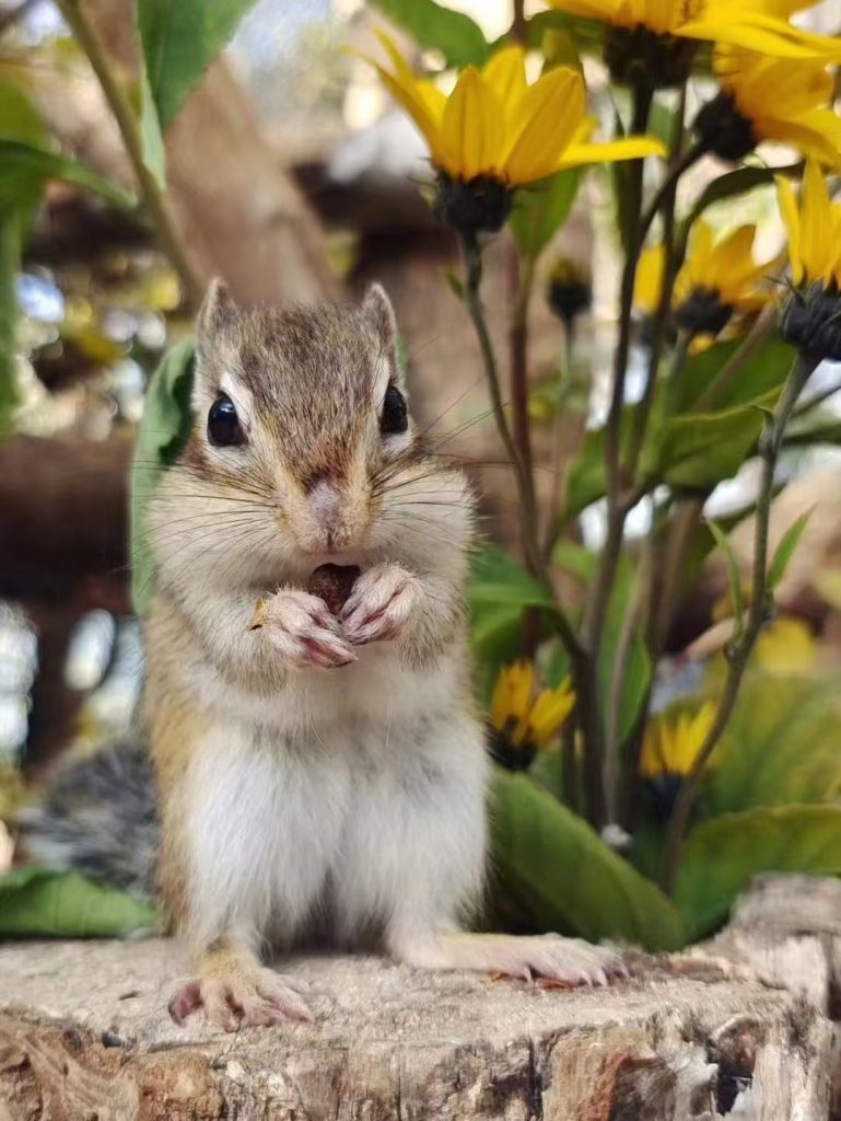 图片[5]-金花松鼠2种颜色特征介绍-易客萌宠官网