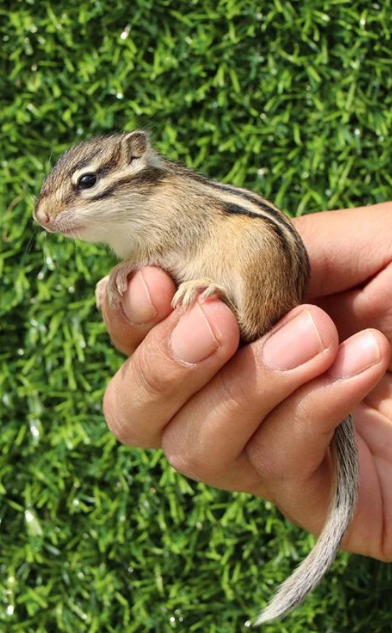 图片[6]-金花松鼠2种颜色特征介绍-易客萌宠官网