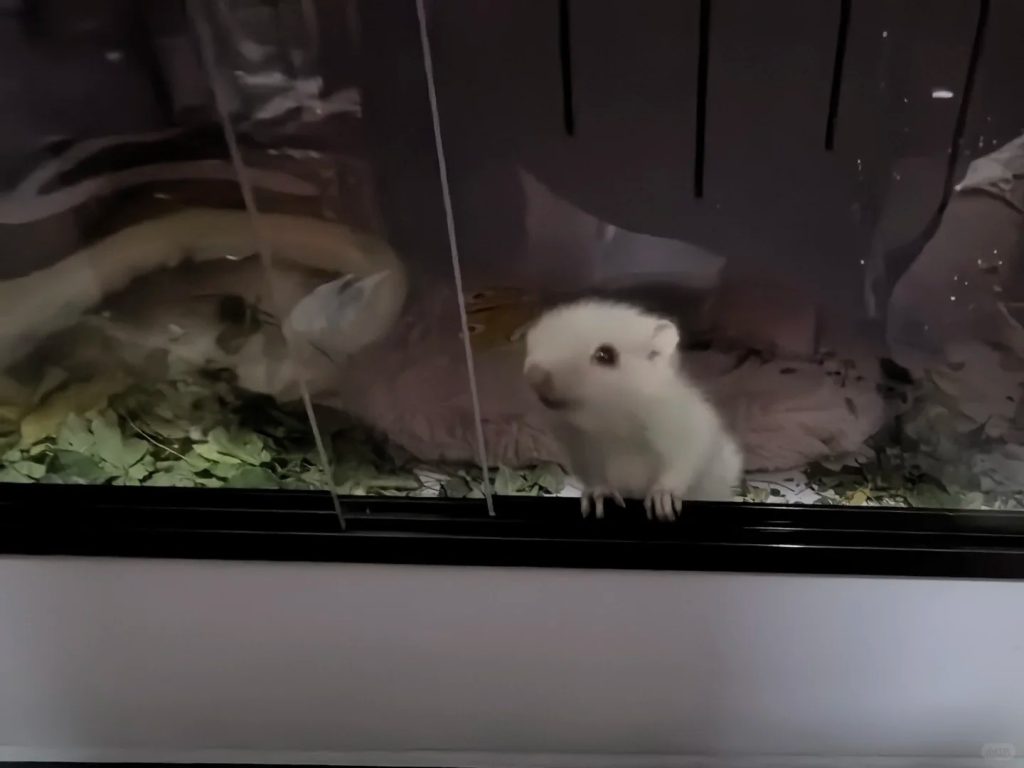 图片[9]-金花松鼠2种颜色特征介绍-易客萌宠官网