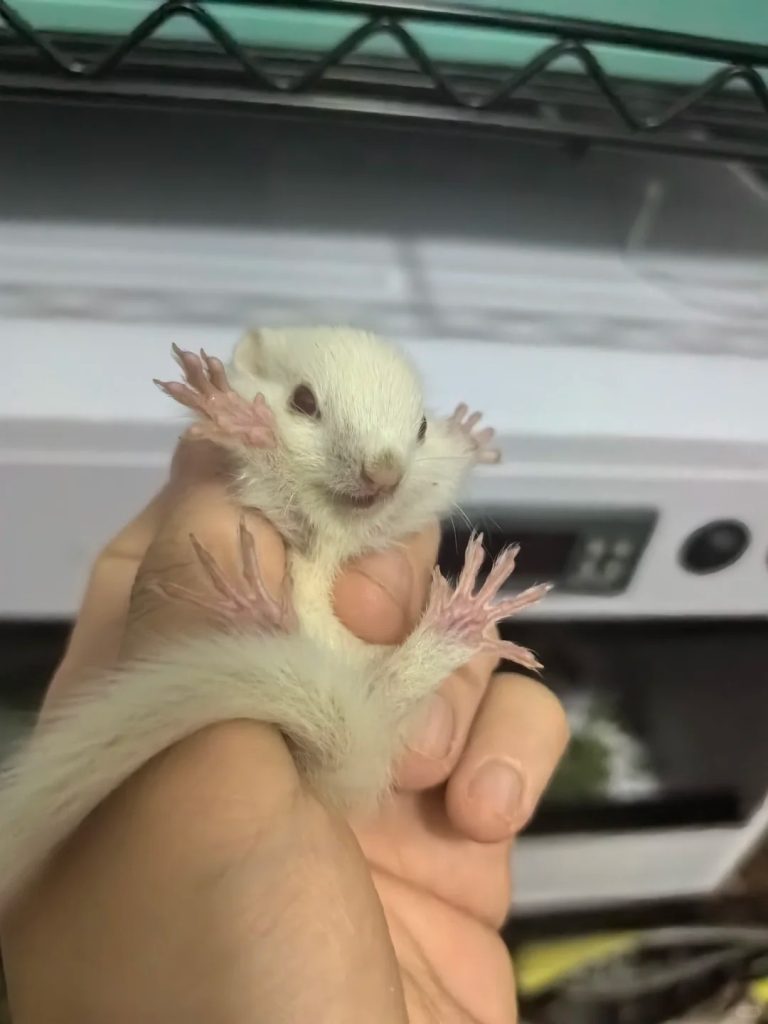 图片[8]-金花松鼠2种颜色特征介绍-易客萌宠官网