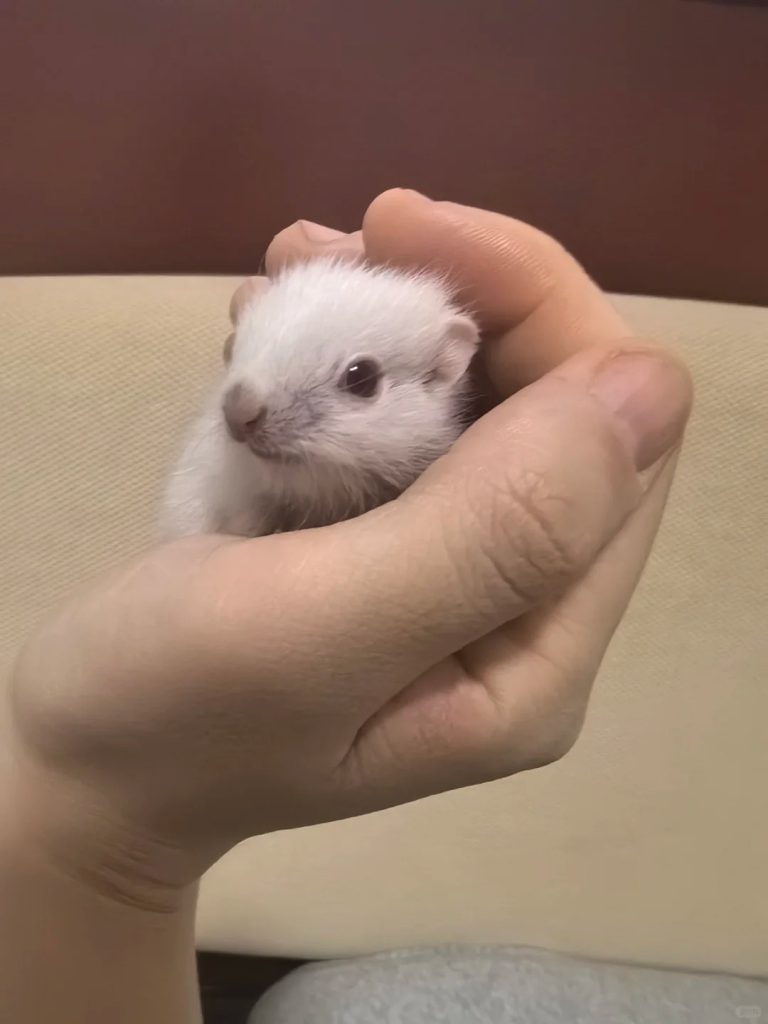 图片[7]-金花松鼠2种颜色特征介绍-易客萌宠官网