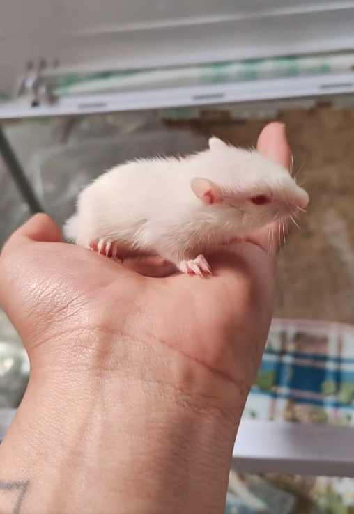 图片[10]-金花松鼠2种颜色特征介绍-易客萌宠官网