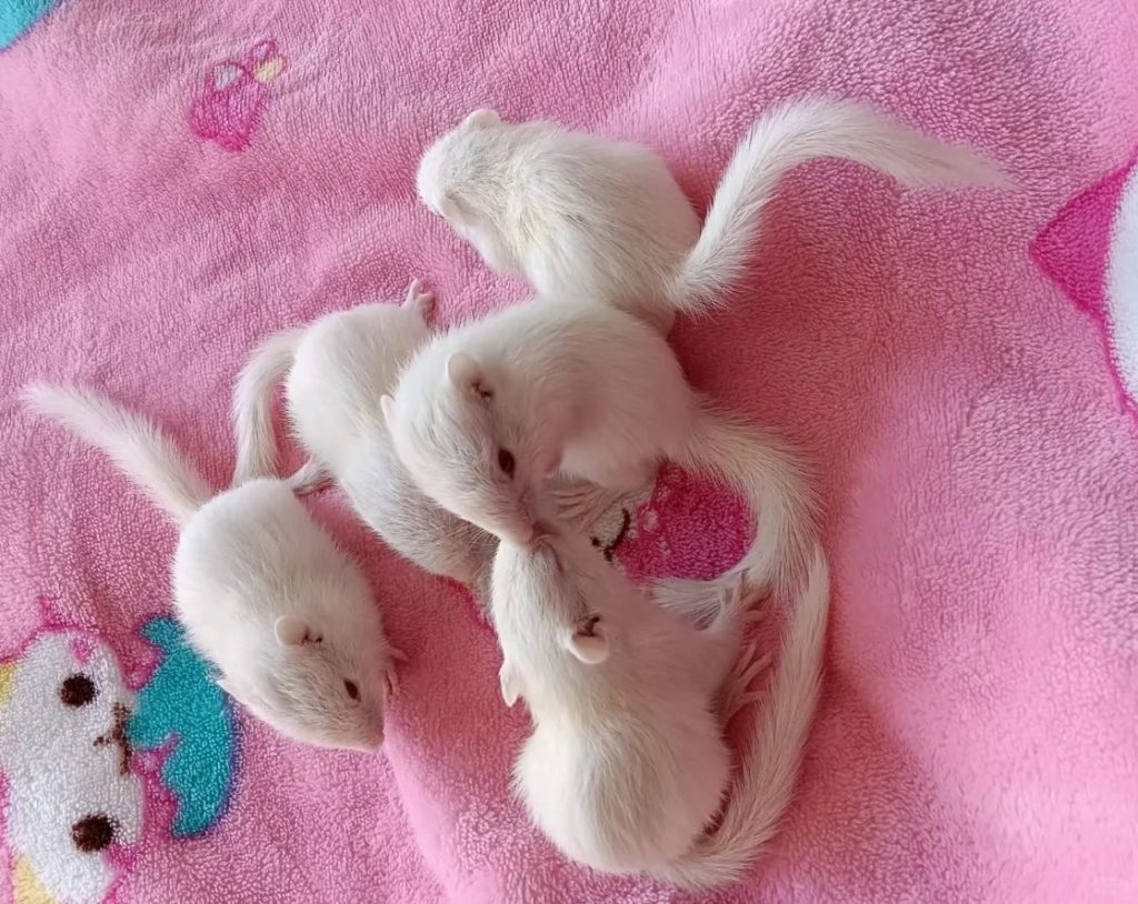 图片[11]-金花松鼠2种颜色特征介绍-易客萌宠官网