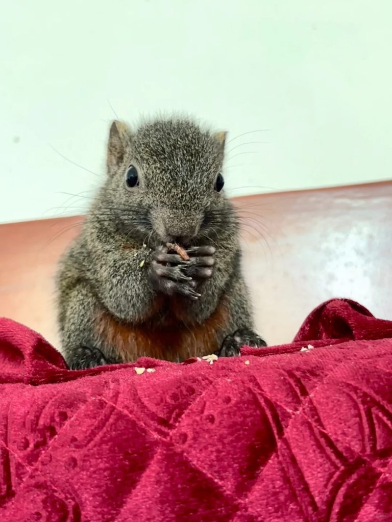 图片[3]-红腹松鼠17种变异色特征介绍-易客萌宠官网