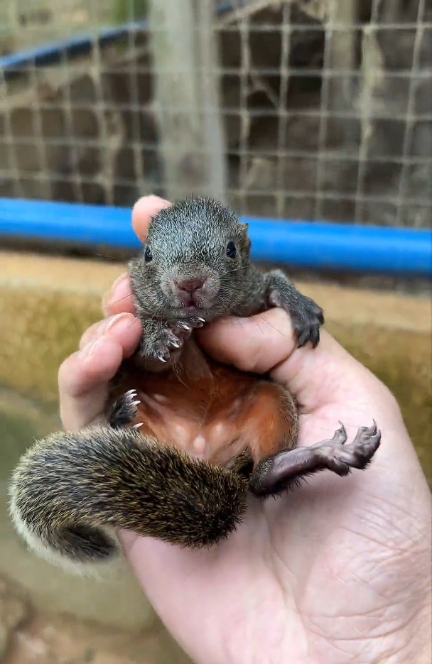 图片[2]-红腹松鼠17种变异色特征介绍-易客萌宠官网