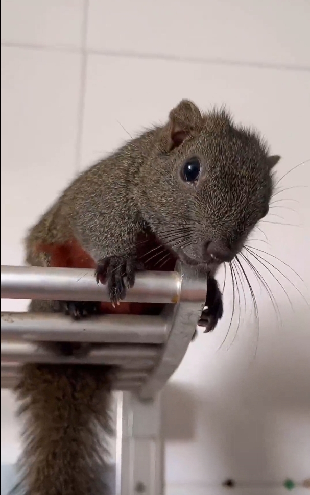 图片[5]-红腹松鼠17种变异色特征介绍-易客萌宠官网