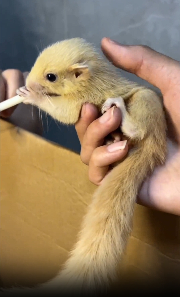 图片[9]-红腹松鼠17种变异色特征介绍-易客萌宠官网