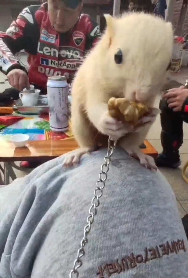 图片[11]-红腹松鼠17种变异色特征介绍-易客萌宠官网