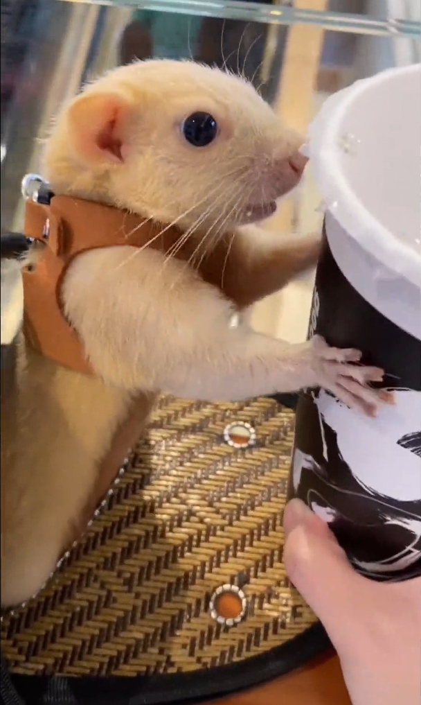 图片[12]-红腹松鼠17种变异色特征介绍-易客萌宠官网