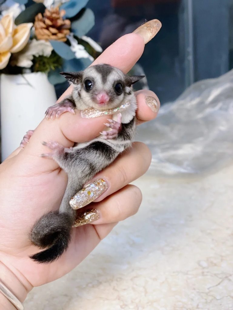 图片[2]-蜜袋鼯13种常见颜色特征介绍-易客萌宠官网