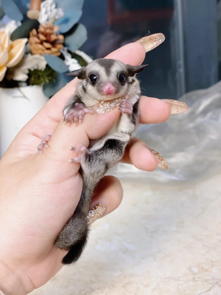 图片[3]-蜜袋鼯13种常见颜色特征介绍-易客萌宠官网