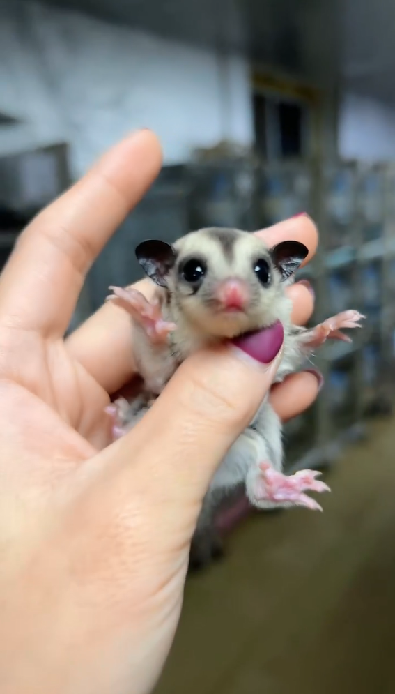 图片[1]-蜜袋鼯13种常见颜色特征介绍-易客萌宠官网