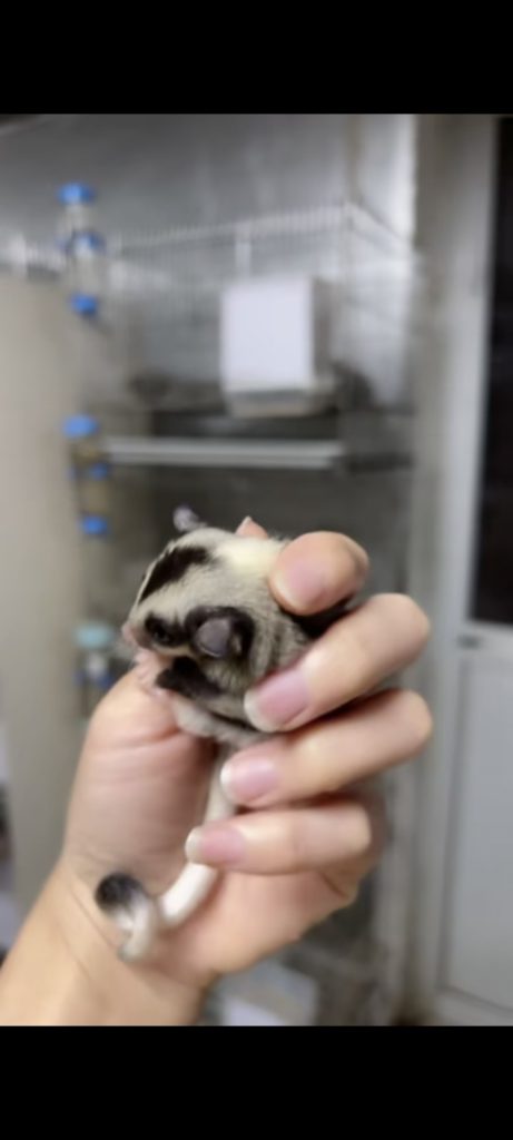 图片[19]-蜜袋鼯13种常见颜色特征介绍-易客萌宠官网