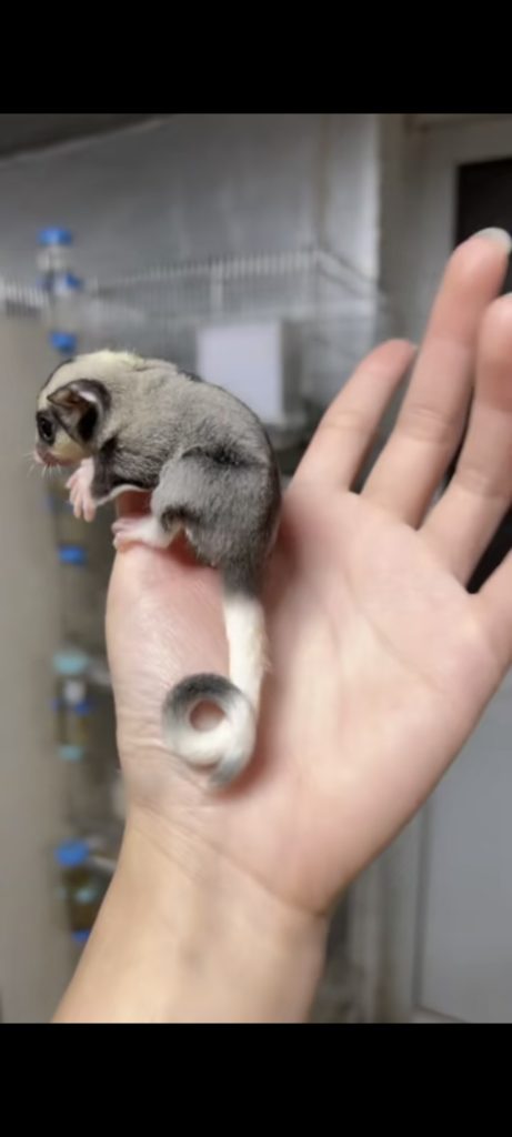 图片[18]-蜜袋鼯13种常见颜色特征介绍-易客萌宠官网