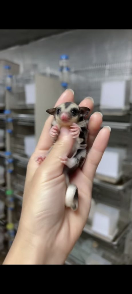 图片[17]-蜜袋鼯13种常见颜色特征介绍-易客萌宠官网