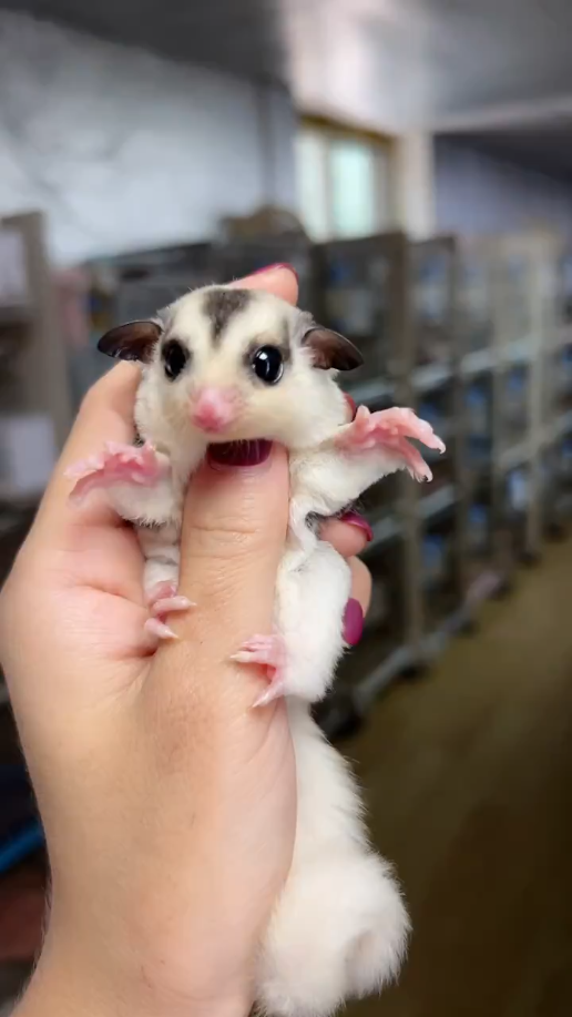 图片[20]-蜜袋鼯13种常见颜色特征介绍-易客萌宠官网