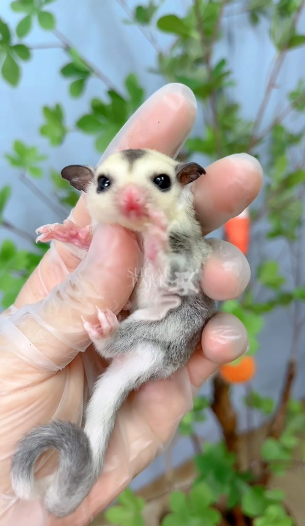 图片[23]-蜜袋鼯13种常见颜色特征介绍-易客萌宠官网