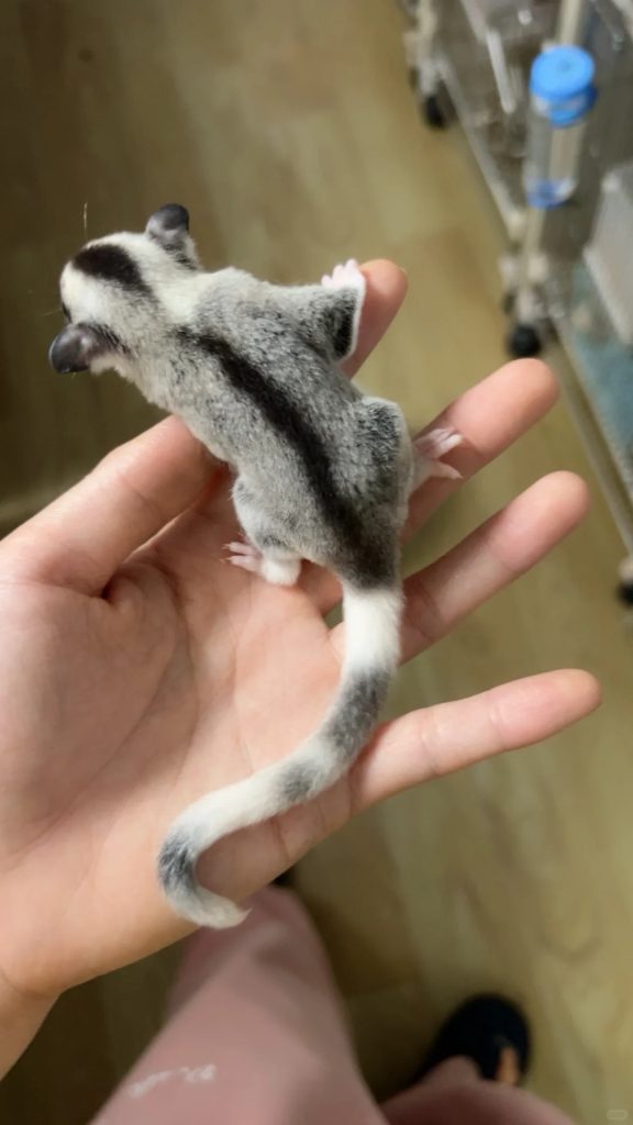 图片[27]-蜜袋鼯13种常见颜色特征介绍-易客萌宠官网