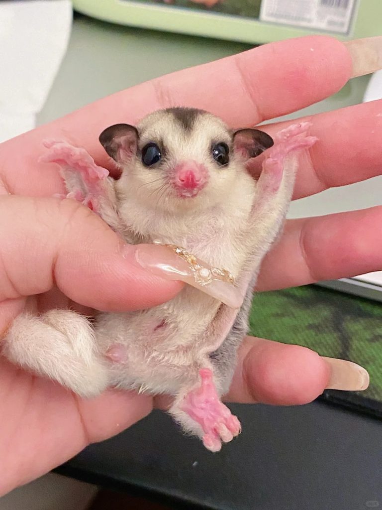 图片[42]-蜜袋鼯13种常见颜色特征介绍-易客萌宠官网