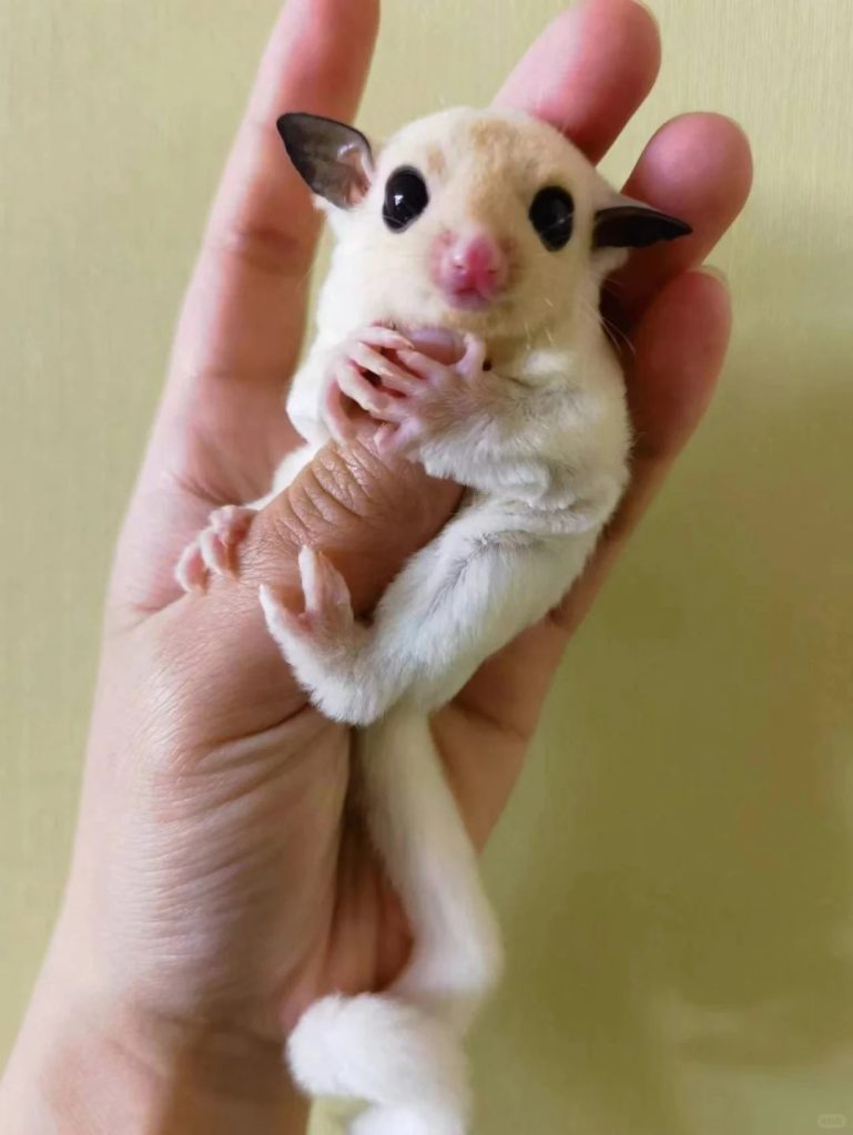 图片[36]-蜜袋鼯13种常见颜色特征介绍-易客萌宠官网