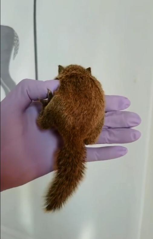 图片[10]-黄山松鼠4种颜色特征介绍-易客萌宠官网