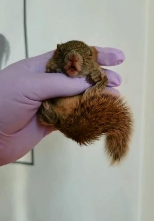 图片[9]-黄山松鼠4种颜色特征介绍-易客萌宠官网