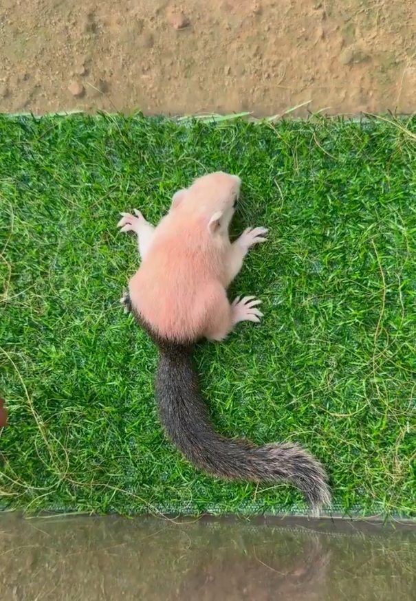 图片[33]-红腹松鼠17种变异色特征介绍-易客萌宠官网