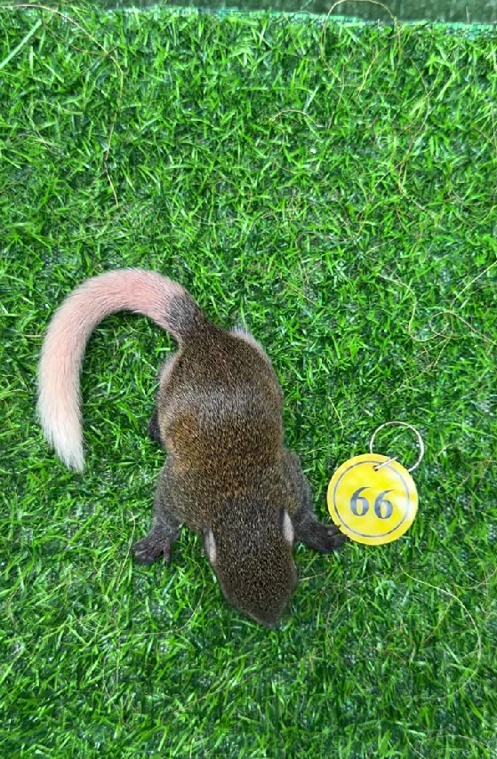 图片[22]-红腹松鼠17种变异色特征介绍-易客萌宠官网