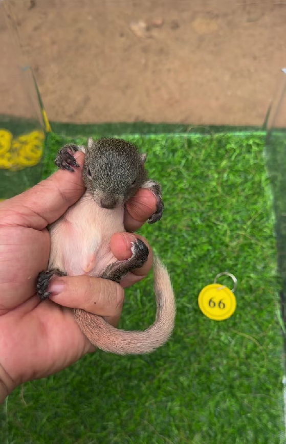 图片[21]-红腹松鼠17种变异色特征介绍-易客萌宠官网