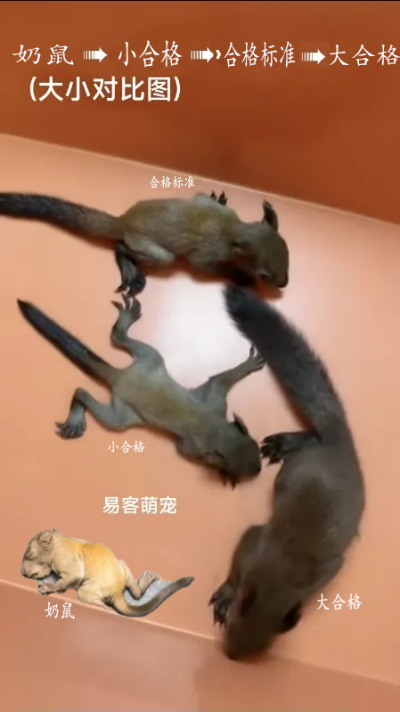 图片[47]-魔王松鼠20种颜色及天数叫法-易客萌宠官网