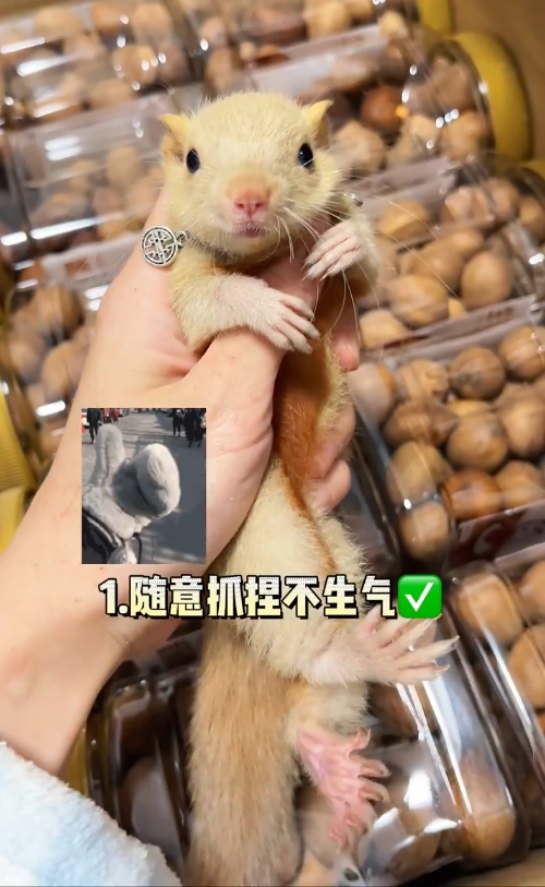 图片[10]-红腹松鼠17种变异色特征介绍-易客萌宠官网