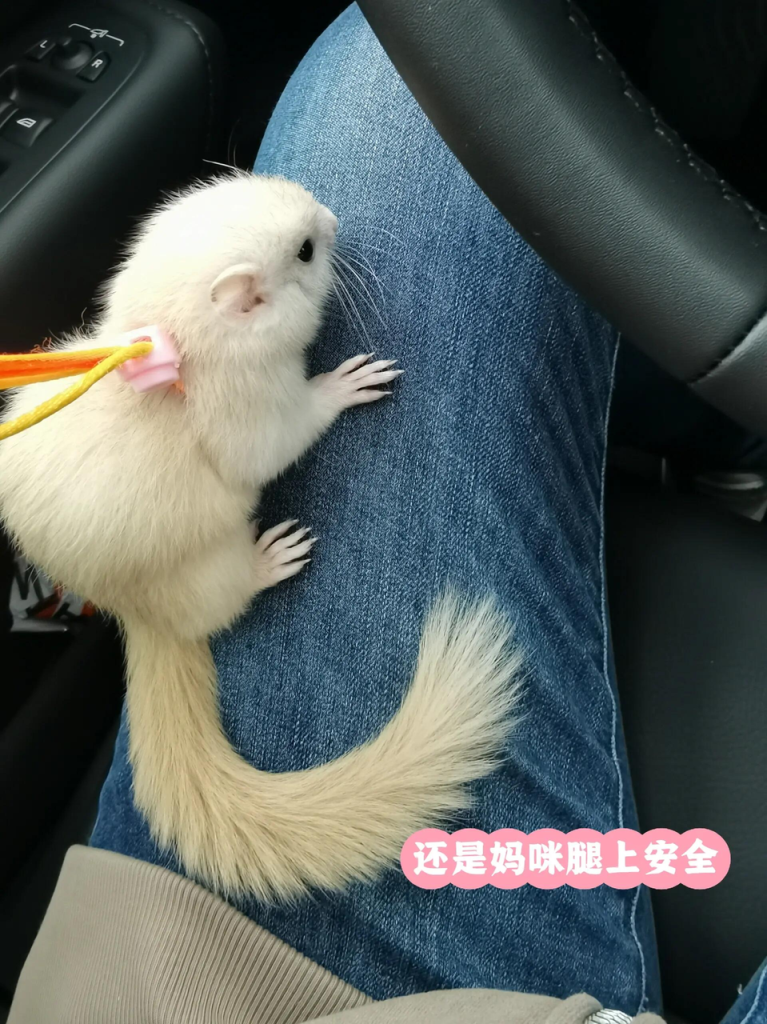 图片[58]-红腹松鼠17种变异色特征介绍-易客萌宠官网