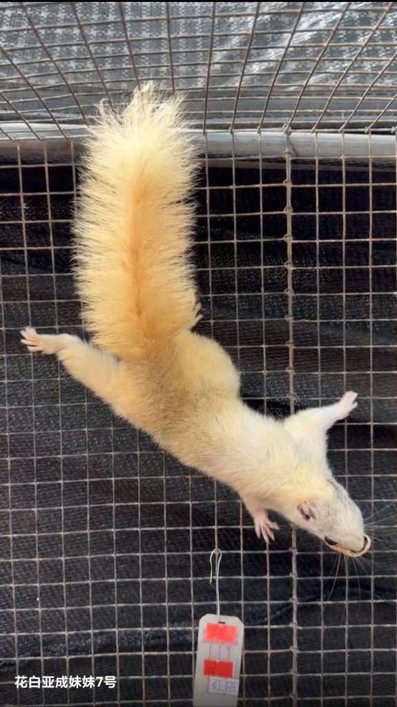 图片[50]-红腹松鼠17种变异色特征介绍-易客萌宠官网